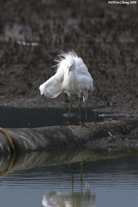 一直看到鳥